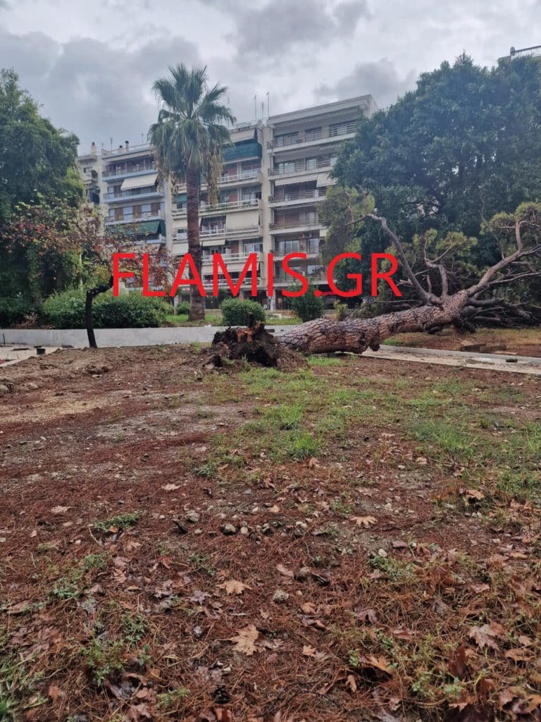 Πάτρα - Τρόμος στην Πλατεία Ολγας από τεράστιο πεύκο! Πετάχτηκαν έντρομοι οι καταστηματάρχες - φωτό και βίντεο