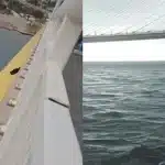 Γάτα έπεσε από τη Γέφυρα Ρίου-Αντιρρίου - Καταγγελίες φιλόζωων