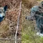 Μυστήριο στη ζώνη Τσερνόμπιλ: Εμφανίστηκαν …γαλάζια σκυλιά ΦΩΤΟ