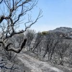 Πάτρα: Κηρύσσονται «αναδασωτέα» τα Συχαινά – Εν μέσω «ρήγματος» Περιφέρειας – Δασαρχείου