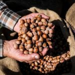 Τα τουρκικά φουντούκια προκαλούν ράλι τιμών και στην ελληνική αγορά