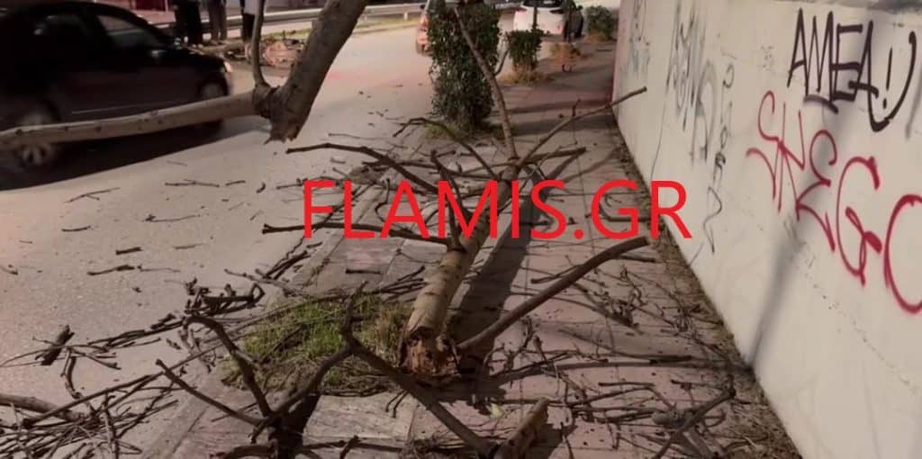 Πάτρα - Απίστευτο! Ξεριζώθηκε δένδρο και έπεσε πάνω σε δικυκλιστή ενώ εκινείτο στον δρόμο! φωτό Πάτρα - Απίστευτο! Ξεριζώθηκε δένδρο και έπεσε πάνω σε δικυκλιστή ενώ εκινείτο στον δρόμο! φωτό