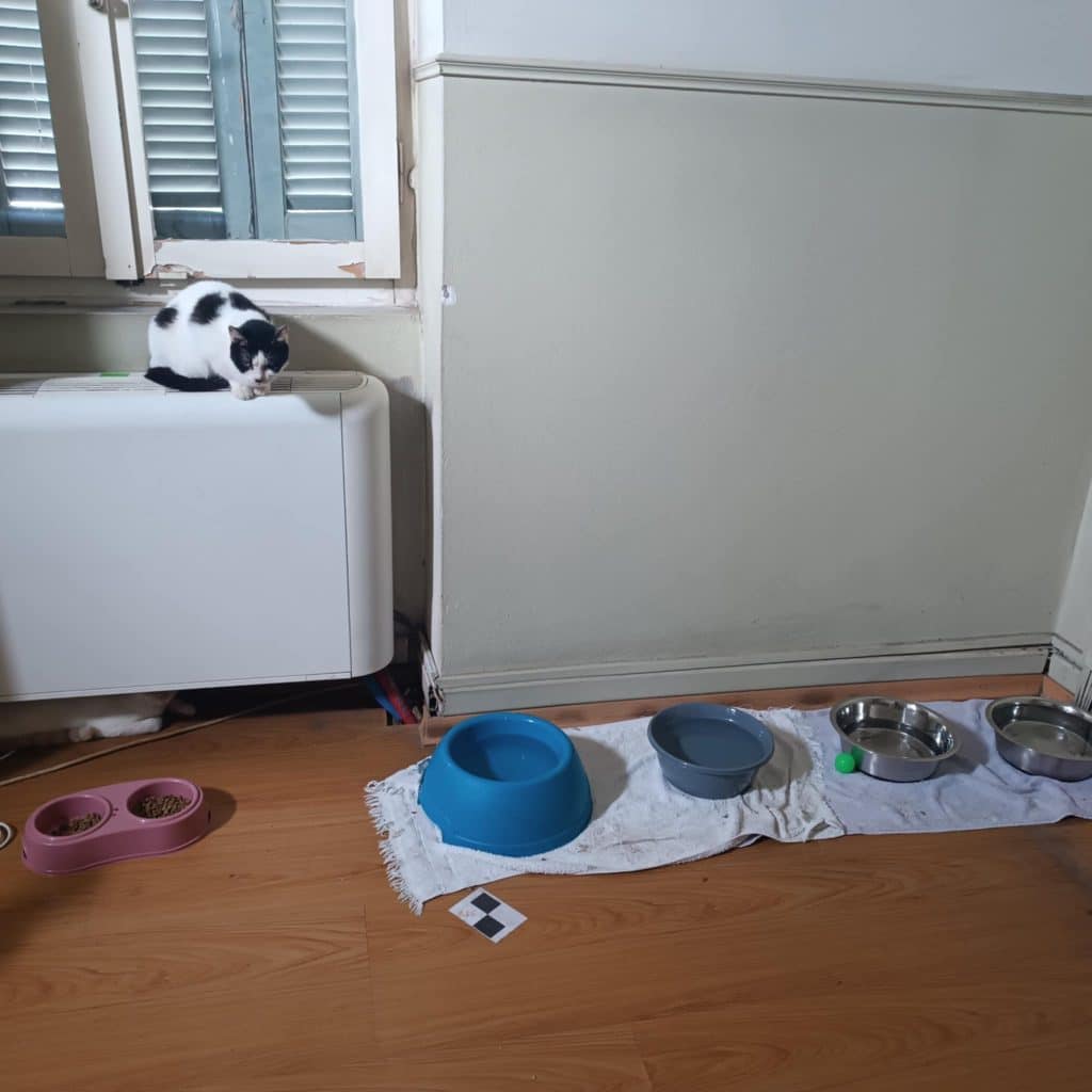 Ο Δήμος Πατρέων ανταποκρίθηκε άμεσα για τις 28 γάτες που ήταν κλεισμένες σ’ έναν υγειονομικά επικίνδυνο χώρο