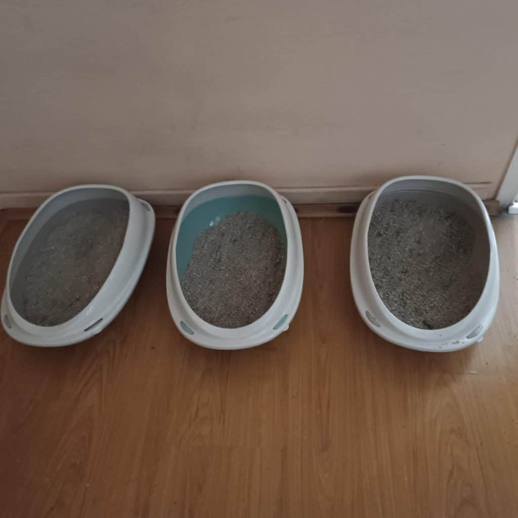 Ο Δήμος Πατρέων ανταποκρίθηκε άμεσα για τις 28 γάτες που ήταν κλεισμένες σ’ έναν υγειονομικά επικίνδυνο χώρο