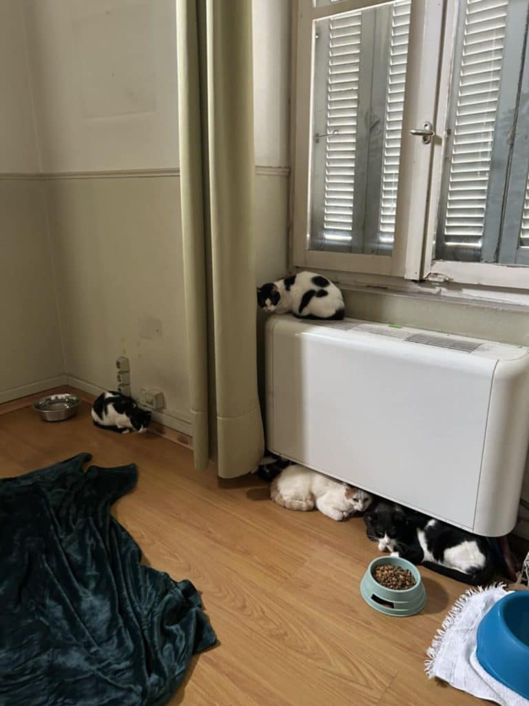 Ο Δήμος Πατρέων ανταποκρίθηκε άμεσα για τις 28 γάτες που ήταν κλεισμένες σ’ έναν υγειονομικά επικίνδυνο χώρο