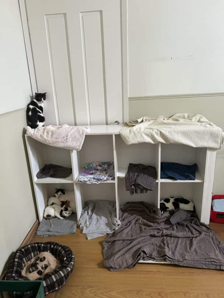 Ο Δήμος Πατρέων ανταποκρίθηκε άμεσα για τις 28 γάτες που ήταν κλεισμένες σ’ έναν υγειονομικά επικίνδυνο χώρο