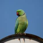 Η «θεωρία των πτηνών» και τι αποκαλύπτει για τη σχέση σας