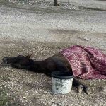 Στράτος Αγρινίου: Άλογο ψυχορραγεί στην άκρη της εθνικής οδού – Τραγικές εικόνες