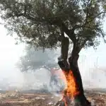 Πάτρα: Ημερίδα για τη «Διαχείριση πυρόπληκτων ελαιοδέντρων» την Κυριακή 9/11