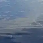 Βίντεο: Λευκός καρχαρίας εντοπίστηκε ανοιχτά της Καρπάθου: «Είναι πέντε μέτρα»