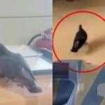 Αποκάλυψη Κ. Φλαμή: Περιστέρια τρώνε μαζί με ασθενείς στο Νοσοκομείο Ρίου - Βίντεο σοκ