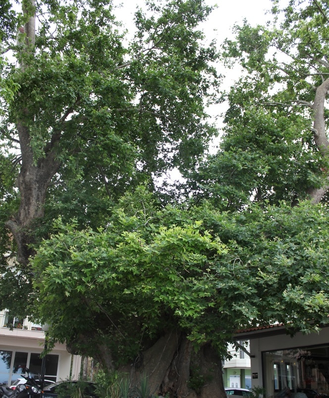 Στις αρχές του 2026 η έναρξη εργασιών συντήρησης του Πλατάνου του Παυσανία στην παραλία Αιγίου, από εξειδικευμένη ιταλική εταιρεία