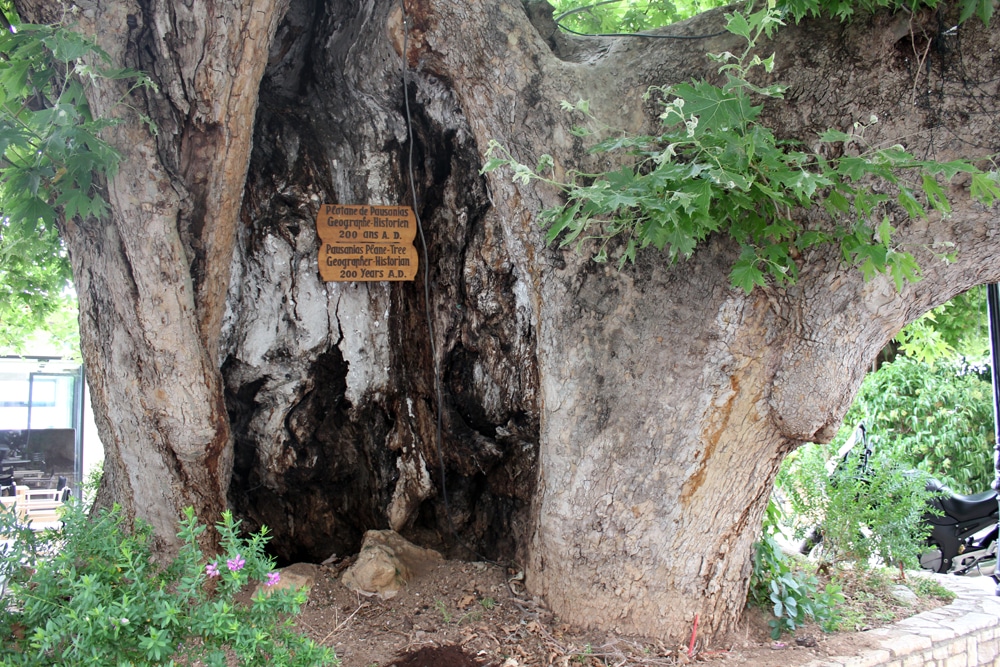 Στις αρχές του 2026 η έναρξη εργασιών συντήρησης του Πλατάνου του Παυσανία στην παραλία Αιγίου, από εξειδικευμένη ιταλική εταιρεία