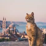 Πάνω από 250.000 αδέσποτα γατάκια συνυπάρχουν με τους κατοίκους της σύγχρονης Κωνσταντινούπολης
