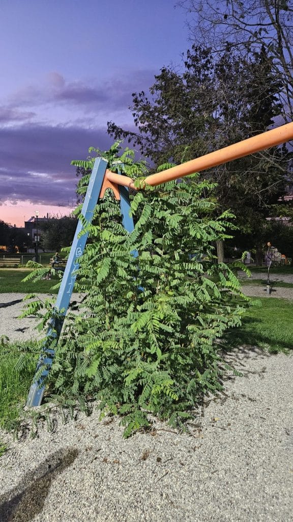Πάτρα: Παιδική χαρά... καρμανιόλα! Σε απόγνωση γονείς: Ποιος θα αναλάβει την ευθύνη; φωτο