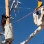 Αρκούδα σκαρφάλωσε σε κολώνα ηλεκτροδότησης – Την διέσωσε τεχνικός του δικτύου