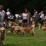 Το «χρυσό κύμα» στο Μπουένος Άιρες: Χιλιάδες γκόλντεν ριτρίβερ σε πάρκο για να καταρρίψουν το παγκόσμιο ρεκόρ, δείτε βίντεο