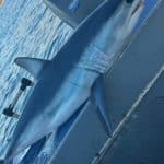 Ψαράς εντόπισε καρχαρία Μάκο στη νότια Εύβοια – ΦΩΤΟ