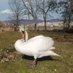 Οικογενειάρχης μετά από 3,5 χρόνια ο μοναχικός κύκνος της Καστοριάς που είχε χάσει το ταίρι του
