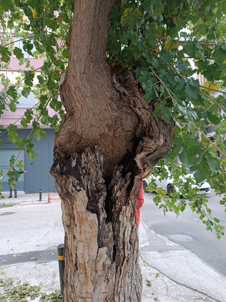 Πάτρα: Τα δέντρα στην οδό Σολωμού, δεν κόπηκαν παράνομα ή αυθαίρετα, ήταν άρρωστα κι εγκυμονούσαν κινδύνους και φυσικά θα αντικατασταθούν άμεσα