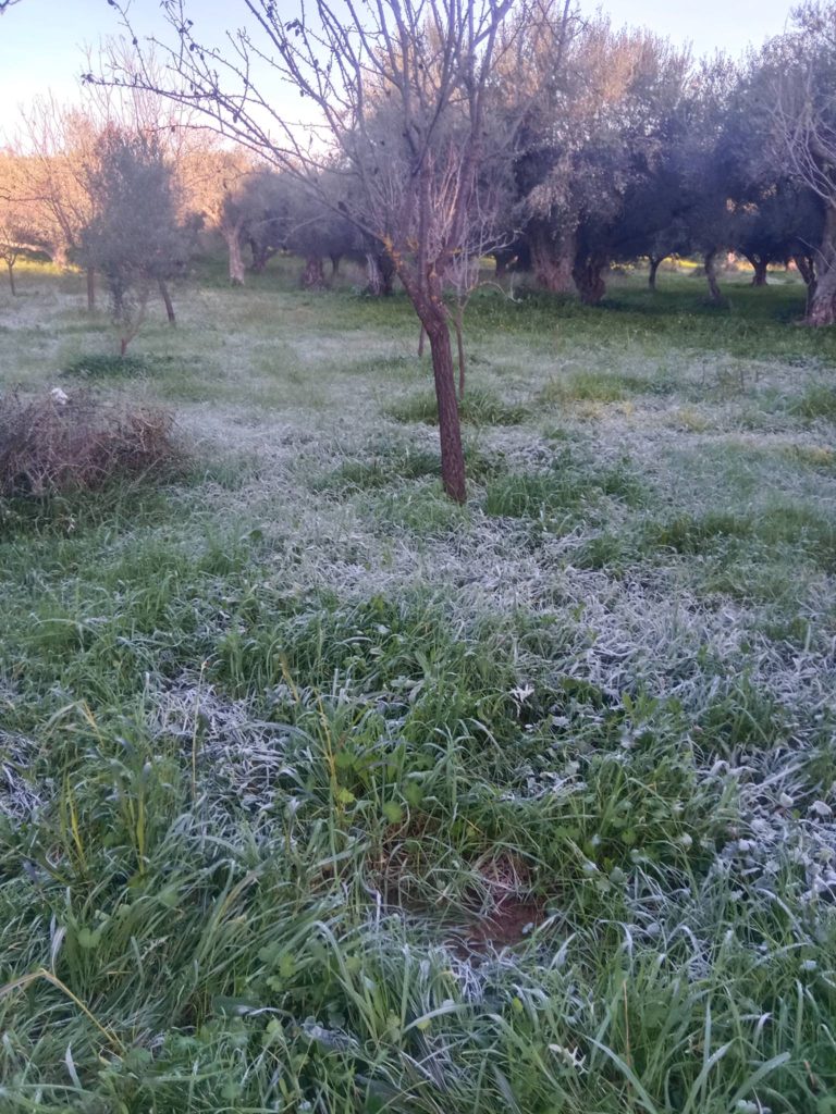 Αχαϊα: Μαζεύουν ελιές με πάγο! Δείτε βίντεο