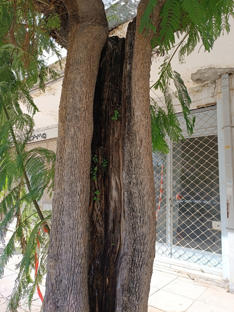 Πάτρα: Τα δέντρα στην οδό Σολωμού, δεν κόπηκαν παράνομα ή αυθαίρετα, ήταν άρρωστα κι εγκυμονούσαν κινδύνους και φυσικά θα αντικατασταθούν άμεσα