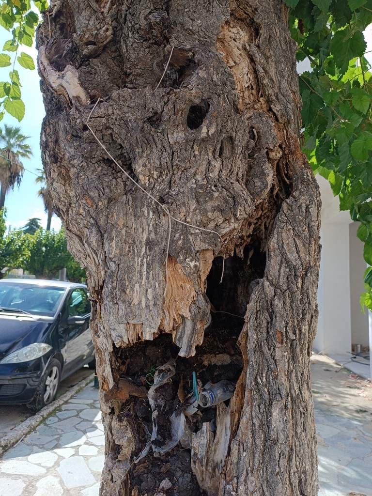 Πάτρα: Τα δέντρα στην οδό Σολωμού, δεν κόπηκαν παράνομα ή αυθαίρετα, ήταν άρρωστα κι εγκυμονούσαν κινδύνους και φυσικά θα αντικατασταθούν άμεσα