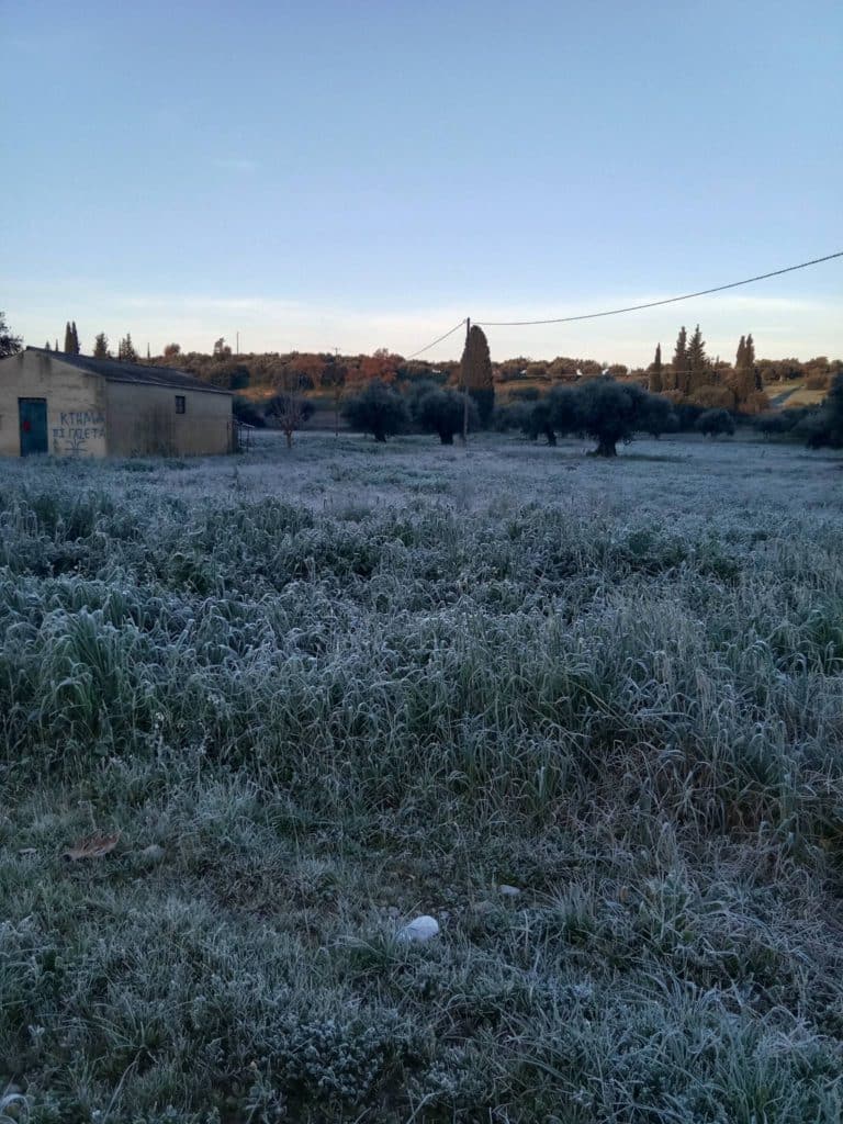 Αχαϊα: Μαζεύουν ελιές με πάγο! Δείτε βίντεο