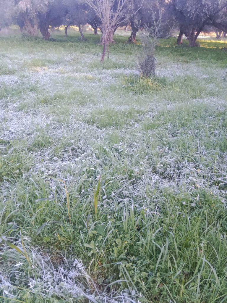 Αχαϊα: Μαζεύουν ελιές με πάγο! Δείτε βίντεο