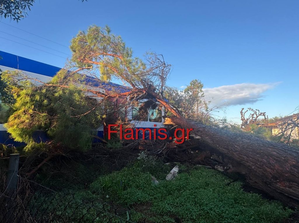 Απίστευτο! Δένδρο "πλάκωσε" τρένο εν κινήσει! Από θαύμα δεν θρηνήσαμε κι άλλο θύμα στην Δυτική Ελλάδα - φωτό