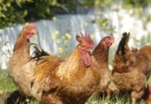 Πρόστιμο μαμούθ σε άνδρα που φέρεται να σκότωσε 14 κότες στη Ρόδο – Καλείται να πληρώσει 700.000 ευρώ