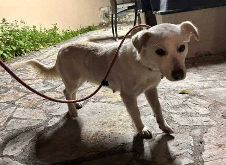 Πάτρα: Αναζητείται ο ιδιοκτήτης σκυλίτσας- Βρέθηκε κοντά στο Παμπελοποννησιακό Στάδιο - φωτο