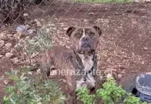 Ζάκυνθος: Όχι στη θανάτωση του πίτ μπουλ μετά τον θάνατο του δίχρονου – Μεταφέρεται σε ειδική δομή