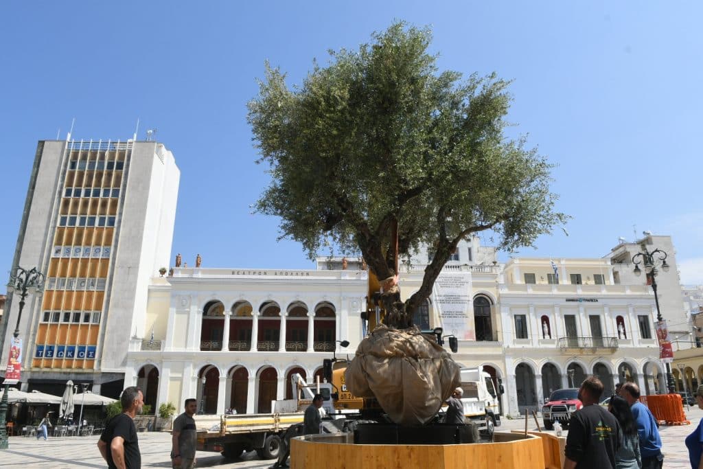 Πάτρα: Μια ελιά, το σύμβολο της ειρήνης στην πλατεία Γεωργίου