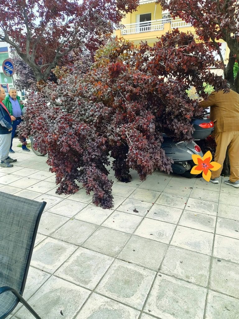Πάτρα: Τεράστιο κλαδί "έσπασε" και πλάκωσε δύο μηχανάκια - φωτο