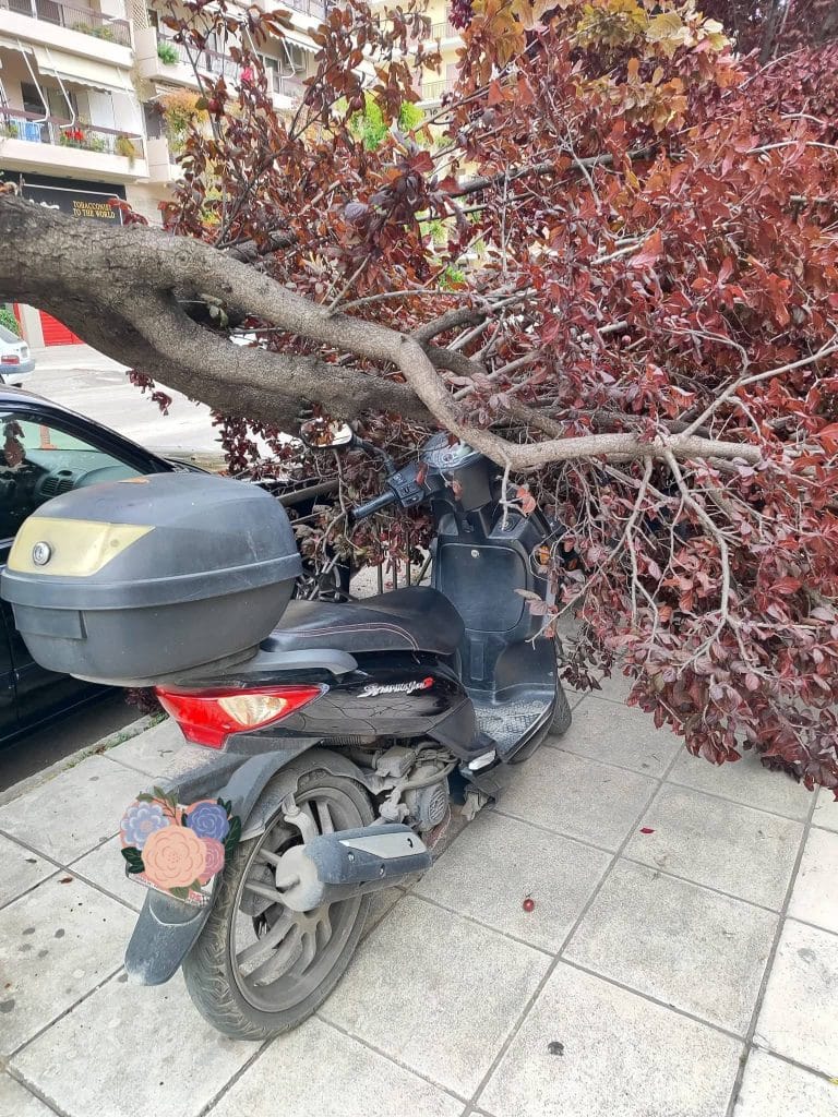 Πάτρα: Τεράστιο κλαδί "έσπασε" και πλάκωσε δύο μηχανάκια - φωτο
