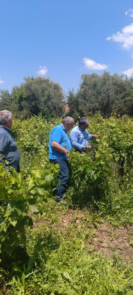 Καταστροφές στην Ηλεία από το χαλάζι! Αμεση η αυτοψία από τον ΕΛΓΑ Πάτρας - φωτο