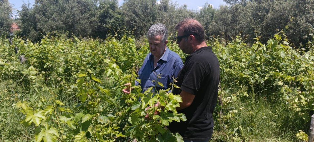 Καταστροφές στην Ηλεία από το χαλάζι! Αμεση η αυτοψία από τον ΕΛΓΑ Πάτρας - φωτο