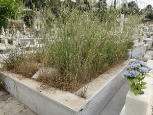 Πάτρα: Δείτε τις εικόνες εγκατάλειψης στα δημοτικά κοιμητήρια - φωτο - Το SOS των συγγενών