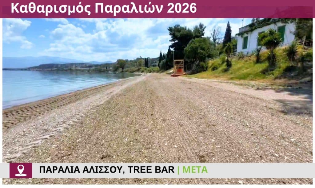 Δείτε πώς άλλαξε η παραλία στο Tree Bar στην παραλία Αλισσού - φωτο