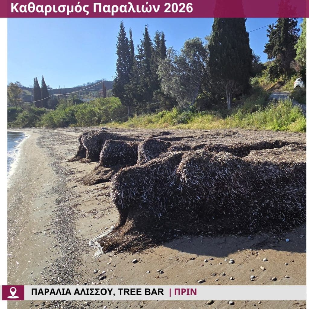 Δείτε πώς άλλαξε η παραλία στο Tree Bar στην παραλία Αλισσού - φωτο