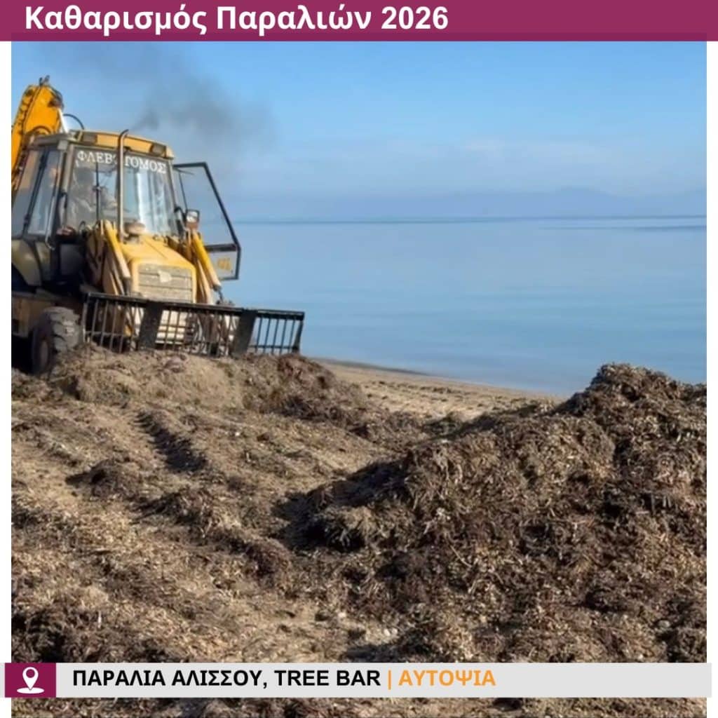 Δείτε πώς άλλαξε η παραλία στο Tree Bar στην παραλία Αλισσού - φωτο