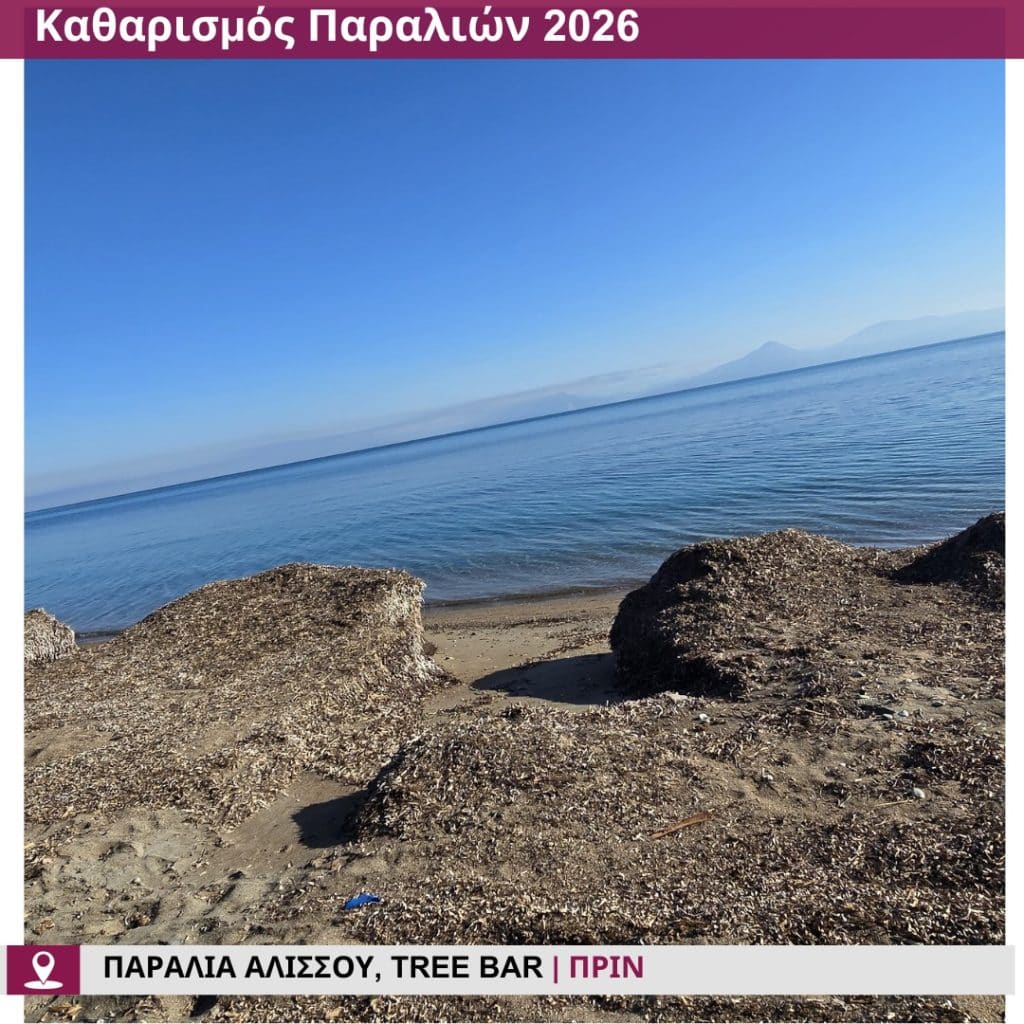 Δείτε πώς άλλαξε η παραλία στο Tree Bar στην παραλία Αλισσού - φωτο