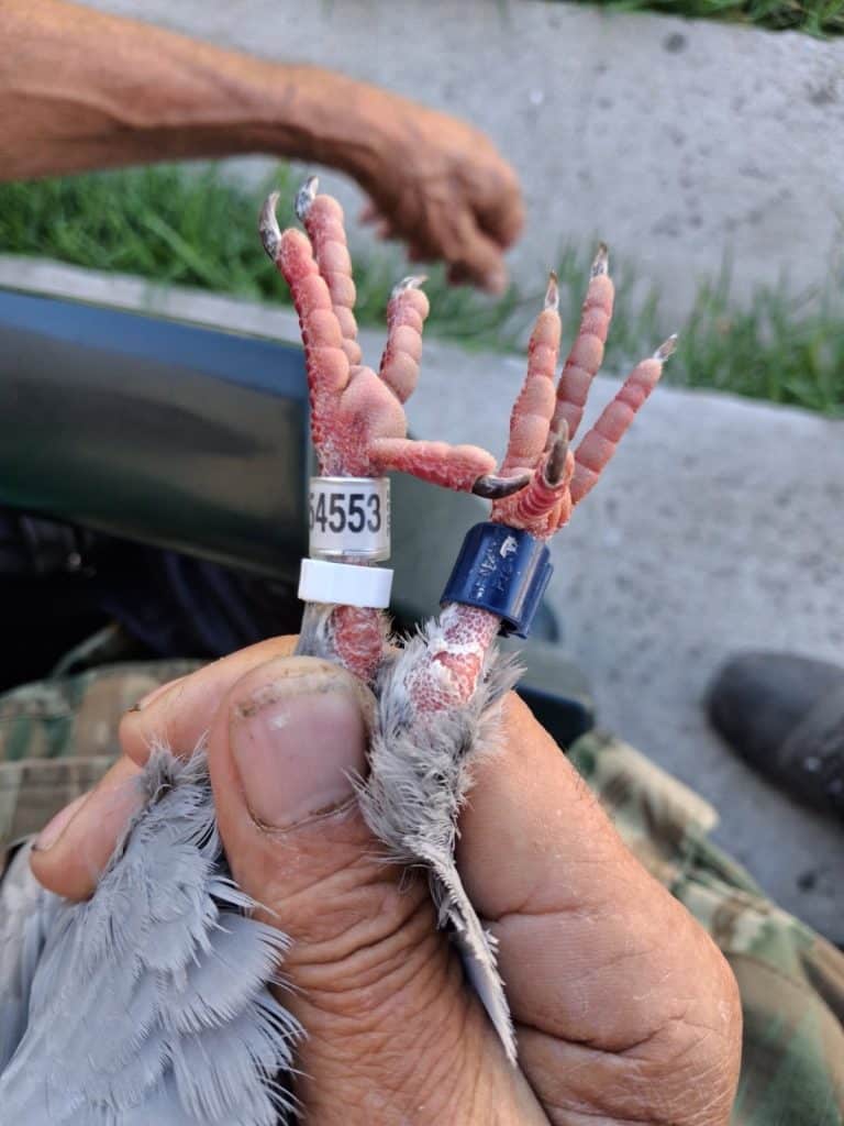 Αχαϊα: Βρέθηκε ταχυδρομικό περιστέρι - φωτο