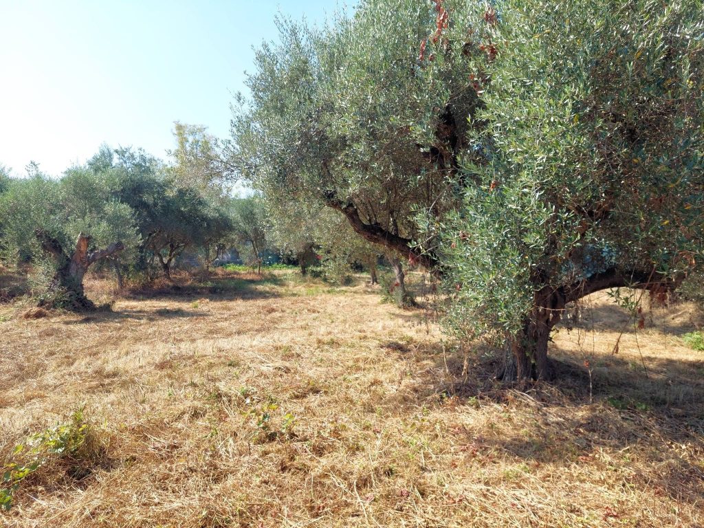 Πάτρα - φωτο: Ζούγκλα αρχαιολογικός χώρος στο Μονοδένδρι! Η εγκατάλειψη σε όλο της το μεγαλείο