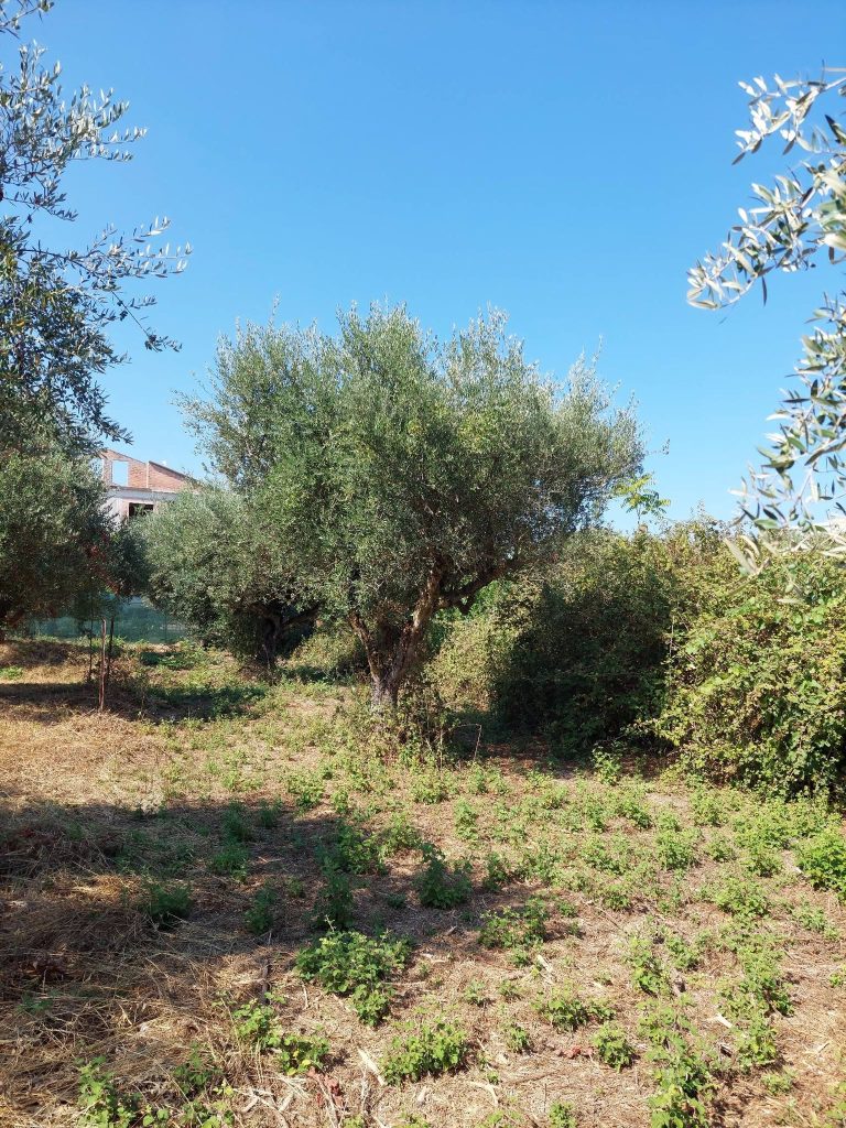 Πάτρα - φωτο: Ζούγκλα αρχαιολογικός χώρος στο Μονοδένδρι! Η εγκατάλειψη σε όλο της το μεγαλείο