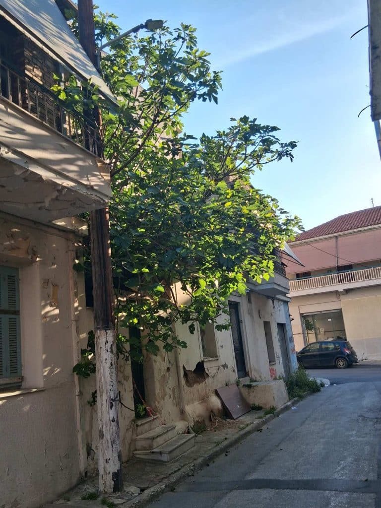 Πάτρα: Ακόμη και μία συκιά μπορεί να σε ταλαιπωρήσει... δύο χρόνια! Απίστευτη περιπέτεια Πατρινής