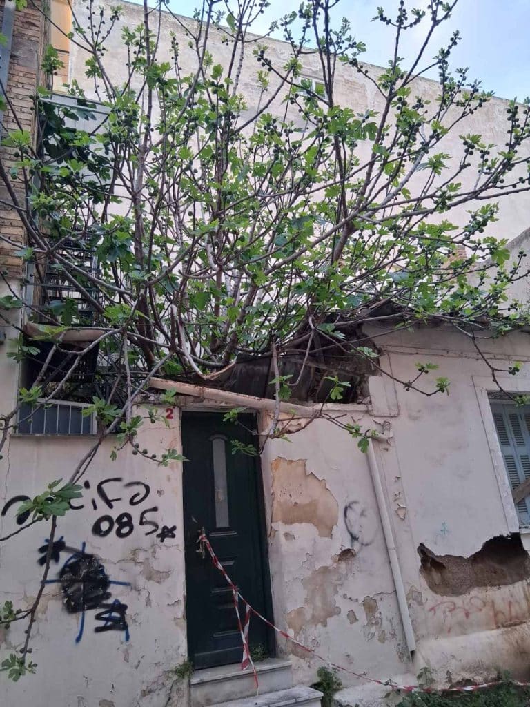 Πάτρα: Ακόμη και μία συκιά μπορεί να σε ταλαιπωρήσει... δύο χρόνια! Απίστευτη περιπέτεια Πατρινής