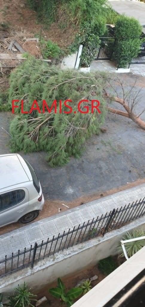 Πάτρα - ΤΩΡΑ: Τεράστιο κλαδί έπεσε στη μέση του δρόμου - φωτο