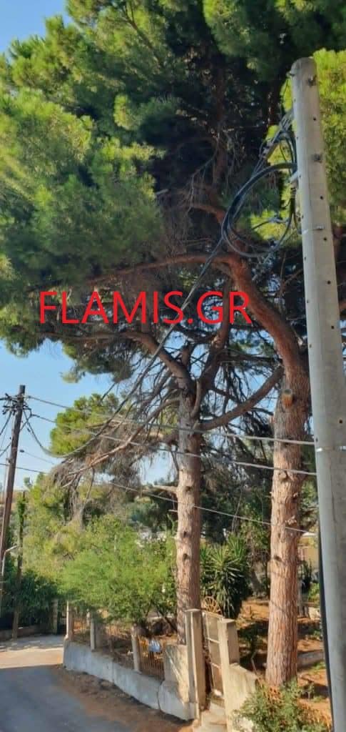 Πάτρα - ΤΩΡΑ: Τεράστιο κλαδί έπεσε στη μέση του δρόμου - φωτο